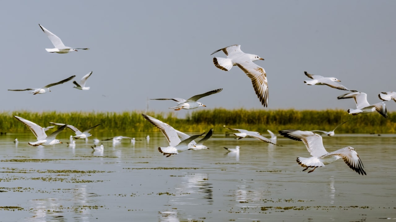 Mahakumbh Mela 2025: Prayagraj to host bird festival for tourists and pilgrims