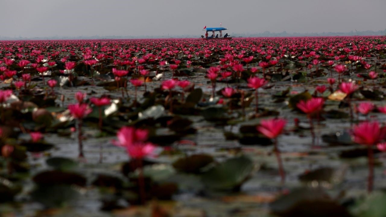 A tourist boat sails among lotus flowers in the Red Lotus Lake outside Udon Thani, Thailand./Reuters