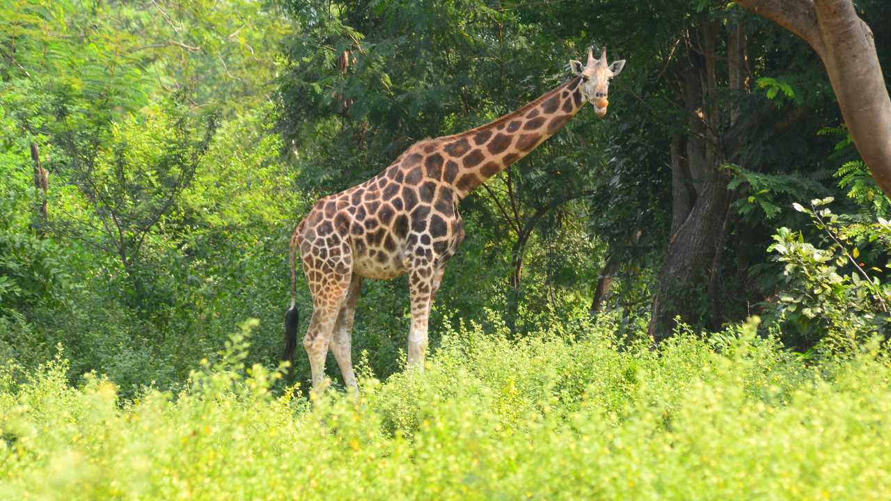 8. Arignar Anna Zoological Park, Chennai | Arignar Anna Zoological Park in Chennai is dedicated to the conservation of wildlife, boasting a diverse range of habitats and species while actively engaging in research and public education initiatives. (Image: Arignar Anna Zoological Park)