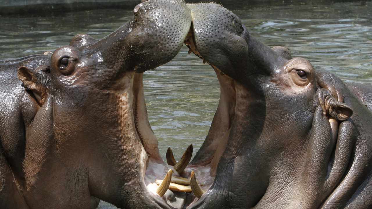 1. National Zoological Park in Delhi | National Zoological Park, Delhi: Situated in the heart of India's capital, the National Zoological Park in Delhi offers an extensive collection of diverse wildlife species within its sprawling grounds, providing visitors with an immersive experience in the natural world. (Image: Reuters