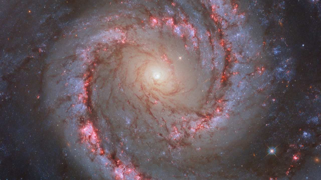 The NGC 1566 galaxy is pictured by the Hubble Telescope. The galaxy owes its nickname to the vivid and dramatic swirling lines of its spiral arms, which could evoke the shapes and colours of a dancer’s moving form. NGC 1566 lies around 60 million light-years from Earth in the constellation Dorado, and is also a member of the Dorado galaxy group.