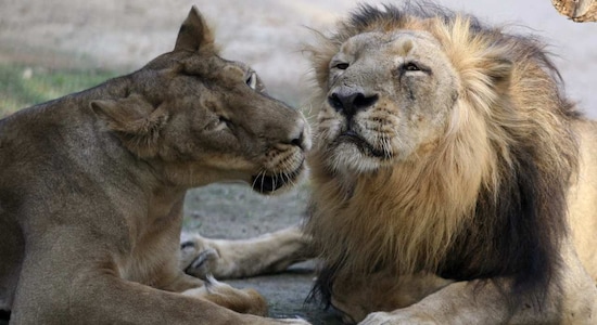 10. Sakkarbaug Zoological Gardens, Junagadh | The Sakkarbaug Zoological Gardens in Junagadh serves as an important sanctuary for endangered species, providing a safe haven to wildlife while promoting environmental education and conservation awareness among the local community.