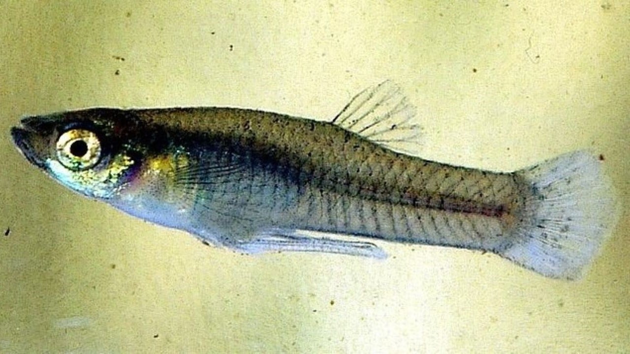 Mosquitofish./Wiki commons