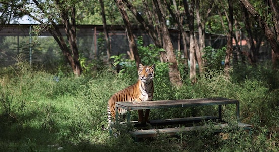 3. Rajiv Gandhi Zoological park Pune | Rajiv Gandhi Zoological Park, Pune: Nestled amidst lush greenery, Rajiv Gandhi Zoological Park in Pune is dedicated to the conservation of indigenous and exotic species, providing educational opportunities for visitors to learn about wildlife conservation. (Representational image: Reuters)