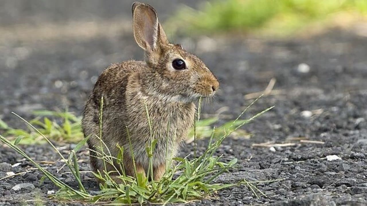 Rabbit./Wiki commons