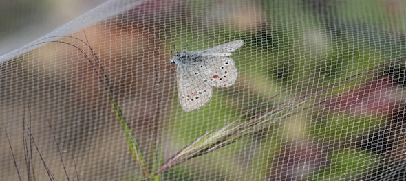 Decades after a US butterfly species vanished, a close relative is ...