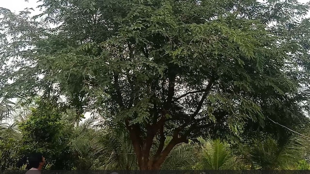 Meet 'Tree man of Haryana' who has planted two lakh trees in a decade ...