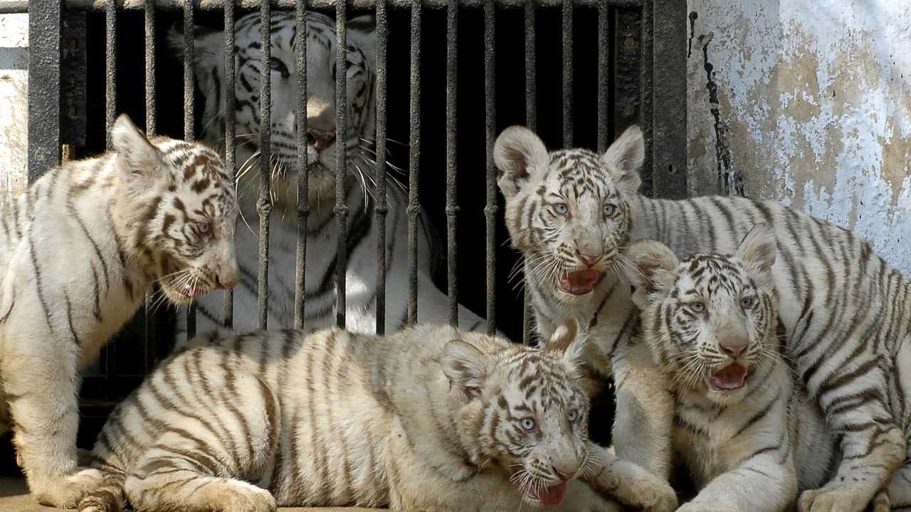 6. Nehru Zoological Park, Hyderabad | Nehru Zoological Park in Hyderabad is a testament to India's commitment to wildlife preservation, providing a sanctuary for numerous species while offering educational programs to promote awareness and appreciation for the animal kingdom. (image: Reuters)