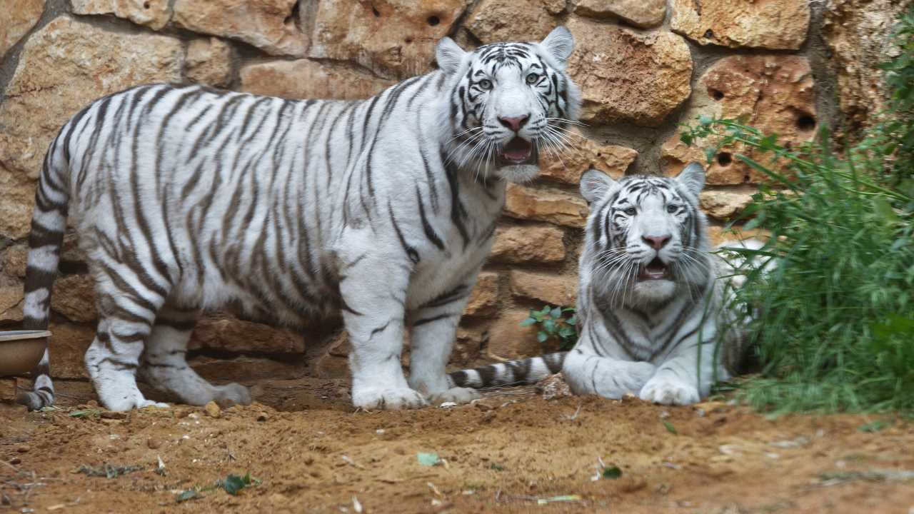 7. Nandankanan Zoological Park in Bhubaneswar |  Nandankanan is the first zoo in India with a white tiger safari. It is known for its breeding programmes and conservation effortsand is a haven for endangered species, offering visitors an opportunity to witness these majestic creatures in a naturalistic setting. (Image: Reuters)
