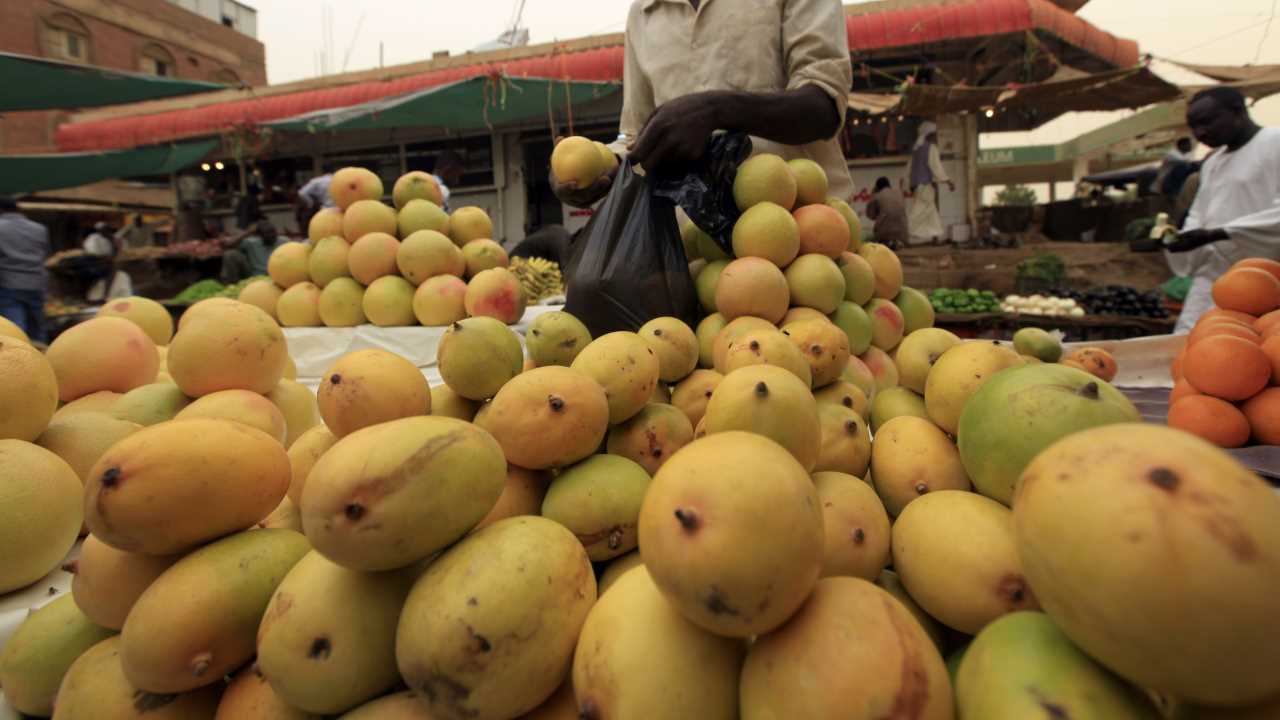 No 7. Chaunsa | This variety is renowned for its juicy, aromatic flesh and sweet taste and is popular in North India and Bihar. (Image: Reuters)