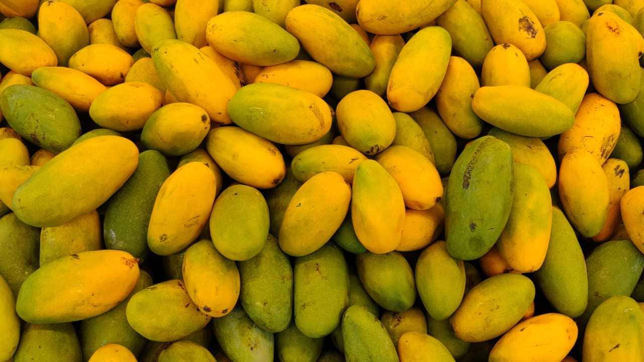 No 2. Dasheri | Dasheri is sweet and fragrant, with a fibreless flesh that makes them a favourite among mango lovers and mostly grown in parts of North India. (Image: Shutterstock)
