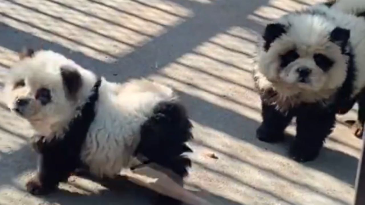 Dog dressed as panda best sale