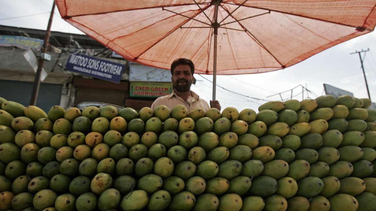 No 8. Himsagar: This variety is cultivated mainly in West Bengal. Himsagar mangoes are known for their sweet, juicy pulp and distinctive aroma. This is usually medium-sized with no fibre, used for making desserts and shakes.