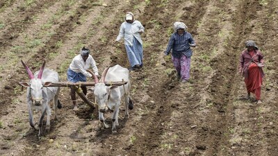 Chikkamagaluru: Farmers plough a field while sowing seeds, in Chikkamagaluru, Karnataka, Thursday, May 23, 2024. (PTI Photo)(PTI05_23_2024_000119B)