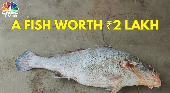 Why Telia Bhola, a rare fish, costs ₹12,000 a kilogram - CNBC TV18