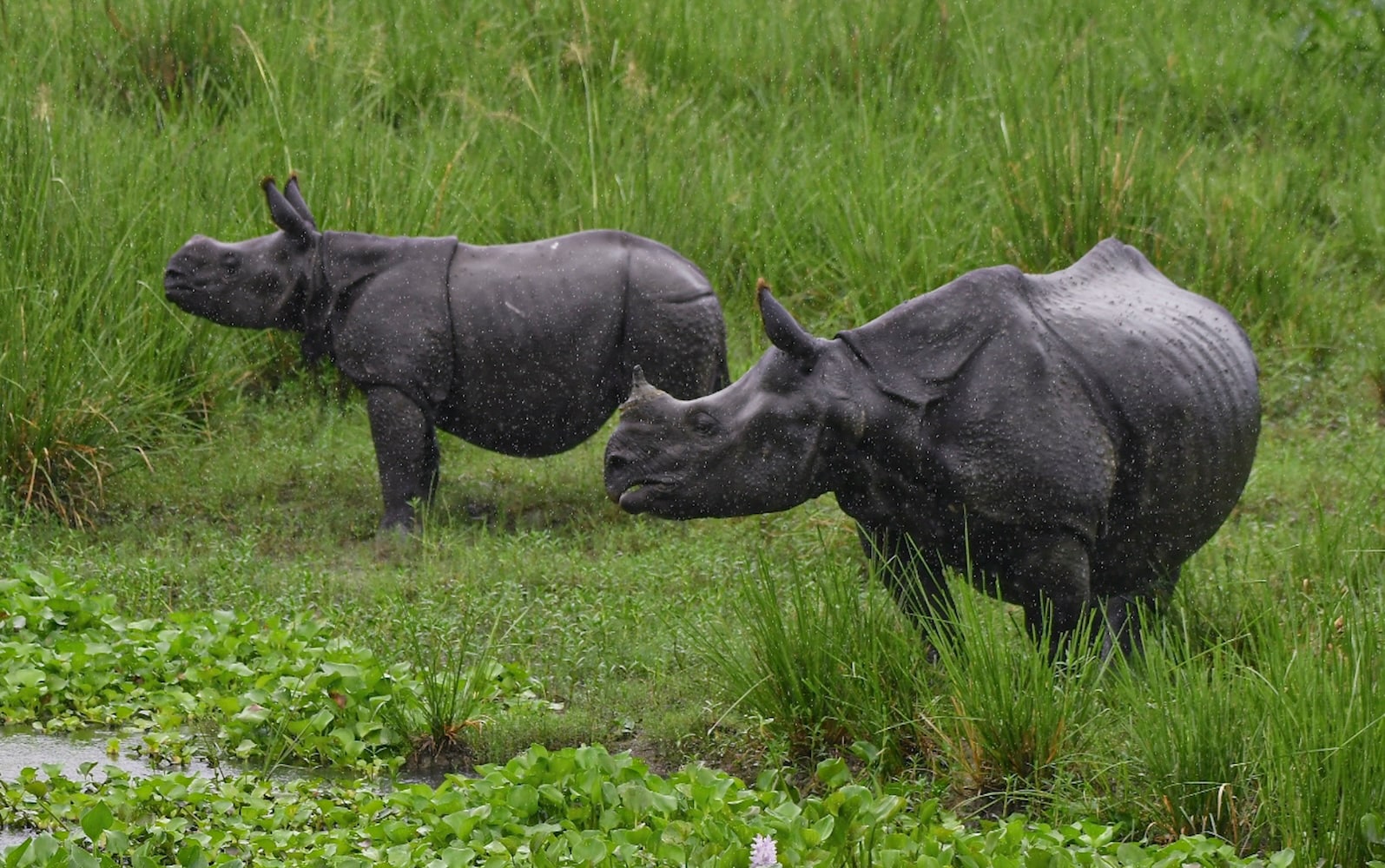 Kaziranga National Park famed for one-horned rhinoceroses reopens for wildlife enthusiasts