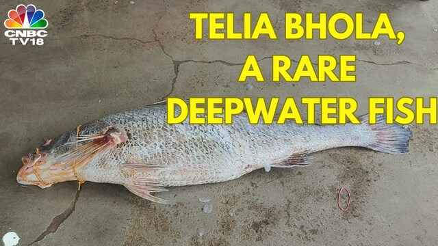 Why Telia Bhola, a rare fish, costs ₹12,000 a kilogram - CNBC TV18