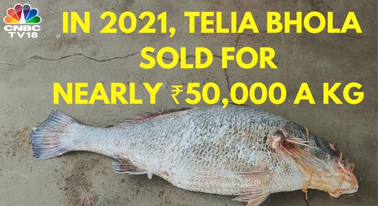 Why Telia Bhola, a rare fish, costs ₹12,000 a kilogram - CNBC TV18