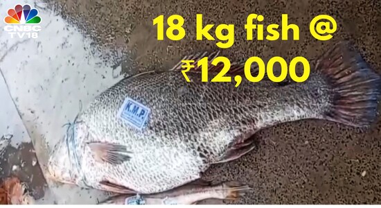 Why Telia Bhola, a rare fish, costs ₹12,000 a kilogram - CNBC TV18