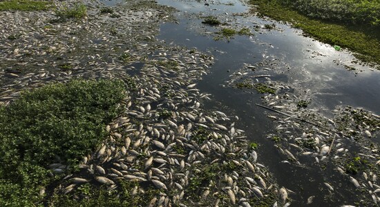 Brazil's Piracicaba River turns into a carpet of floating dead fish ...