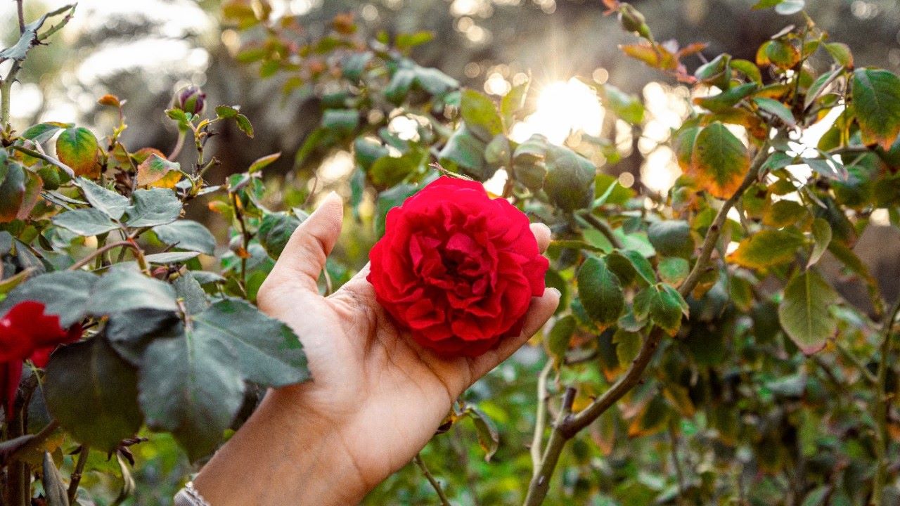 World Rose Day 2024: From Juliet Rose to Mister Lincoln, expensive varieties of roses in the world