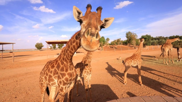 American outdoor adventurer and wildlife expert Forrest Galante was recently asked which were the countries he best considered for wildlife spotting, and the nature lover had a candid reply while comparing countries like the US, England, Colombia, Vietnam, China, Brazil, India and many more. Read on to know, which countries does Galante consider are better when it comes to wildlife spotting. American outdoor adventurer and wildlife expert Forrest Galante was recently asked which were the countries he best considered for wildlife spotting, and the nature lover had a candid reply while comparing countries like the US, England, Colombia, Vietnam, China, Brazil, India and many more. Read on to know, which countries does Galante consider are better when it comes to wildlife spotting.