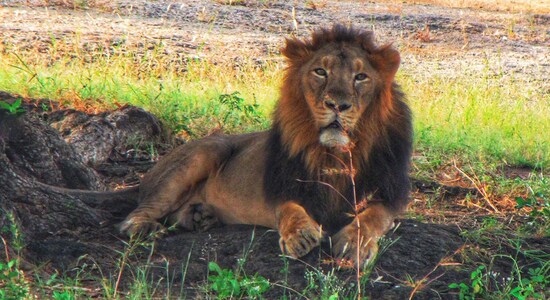 Barda Hills Wildlife Sanctuary./Image courtesy of Gujarat Tourism