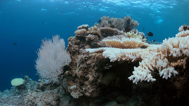 No 4. Great Barrier Reef, Australia | The Great Barrier Reef is experiencing severe impacts from climate change and pollution, leading to coral bleaching and habitat loss. Efforts to restrict tourist access to certain areas aim to allow the ecosystem time to recover while balancing the need for sustainable tourism practices.