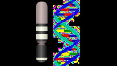 Disappearing Y chromosomes: Will men be wiped out from Earth? All ...