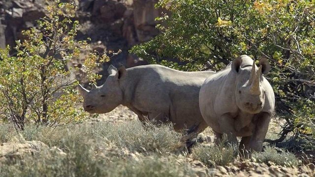 3. Damaraland, Namibia | Damaraland is home to the critically endangered desert-adapted black rhino, thriving in one of the harshest climates on earth. This region’s rugged beauty, featuring rock formations, wild desert mountains, valleys, and forests, provides a unique safari experience. Visitors can also encounter other desert-adapted species like elephants and lions, making for an extraordinary adventure.