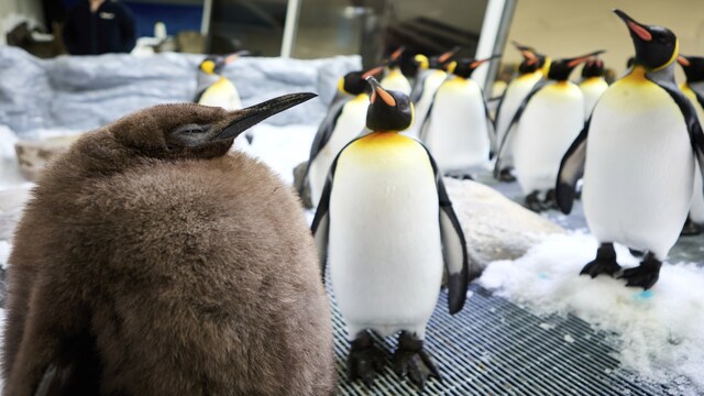 Meet Cute Pesto The 22 Kg King Penguin Chick Who Has Gone Viral On Social Media Cnbc Tv18 7651