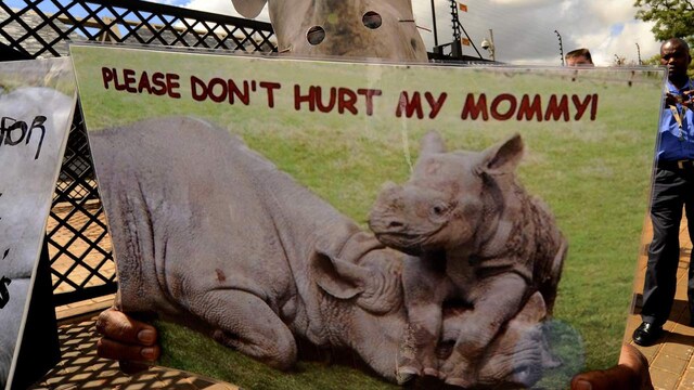 1. Kruger National Park, South Africa | Kruger National Park boasts one of the world's largest rhino populations and over 140 mammal species. Spanning more than 30,000 square kilometers, this vast sanctuary is home to both white and black rhinos, particularly abundant in the southern region. Whether you're on a day trip or a multi-day adventure, Kruger offers an immersive safari experience amidst diverse landscapes and the thrill of spotting these magnificent creatures. (Image: Reuters)