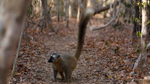 No 6. Madagascar Forests, Madagascar | Madagascar's unique forests are increasingly vulnerable to deforestation and habitat destruction, largely driven by tourism and agricultural expansion. Conservation efforts are underway to regulate visitor access and promote sustainable practices that protect the island's biodiversity. (Image: Reuters)