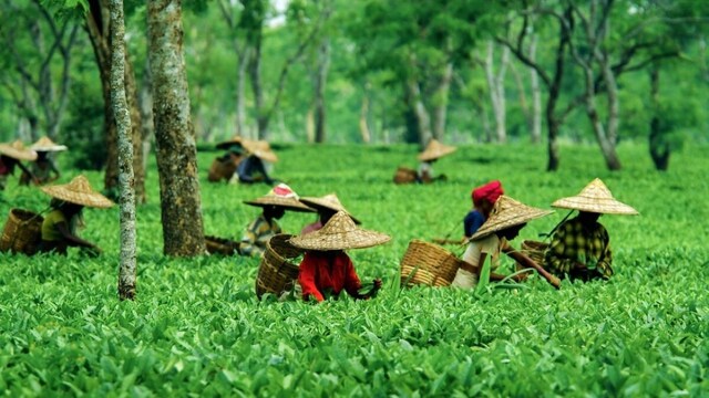 India’s tea exports rise nearly 3% in FY 2024-25, driven by strong global demand