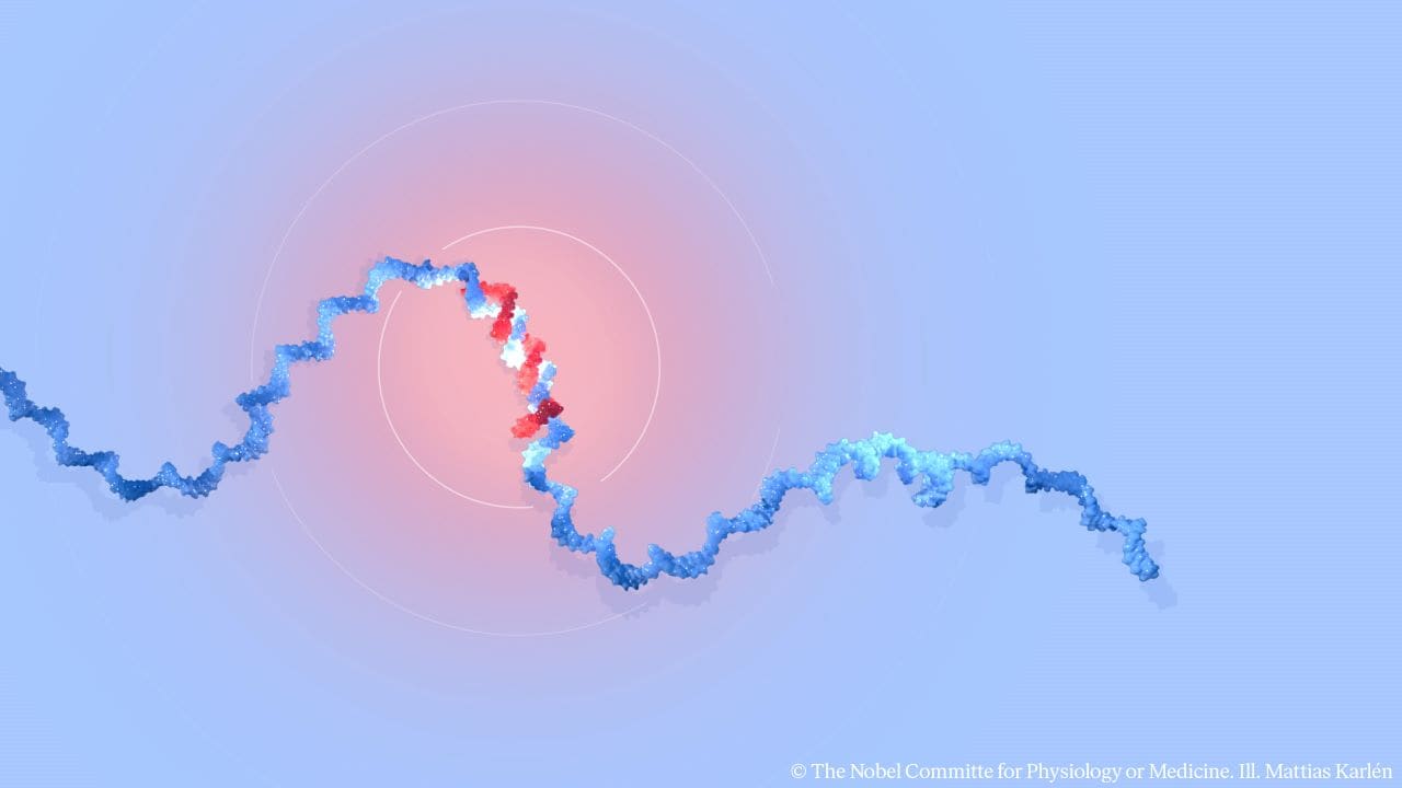 2024 Nobel Prize In Medicine: Victor Ambros And Gary Ruvkun Win For ...