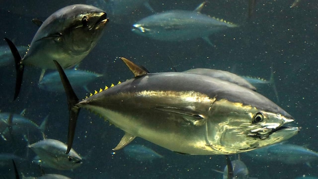 Tuna fishNo 6. Odisha | In the coastal state of Odisha, one can easily find seafood in abundance. Several non-vegetarian dishes made with mutton and fish are considered an integral part of the diet. (Image: Reuters) Tuna fishNo 6. Odisha | In the coastal state of Odisha, one can easily find seafood in abundance. Several non-vegetarian dishes made with mutton and fish are considered an integral part of the diet. (Image: Reuters)