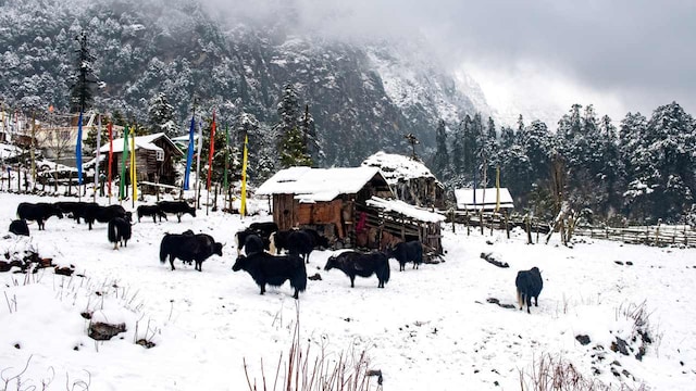 No 9. Yumthang, Sikkim | Yumthang Valley, located in the northeastern part of Sikkim, is often called the &quot;Valley of Flowers&quot; but takes on a magical charm during winter with its snow-covered landscapes. The valley, surrounded by snow-capped peaks and hot springs, offers a unique winter experience, especially for trekkers and adventure seekers. It's an ideal spot to explore the pristine beauty of Sikkim, with its snowflakes dancing in the cold mountain breeze.