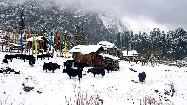 No 9. Yumthang, Sikkim | Yumthang Valley, located in the northeastern part of Sikkim, is often called the "Valley of Flowers" but takes on a magical charm during winter with its snow-covered landscapes. The valley, surrounded by snow-capped peaks and hot springs, offers a unique winter experience, especially for trekkers and adventure seekers. It's an ideal spot to explore the pristine beauty of Sikkim, with its snowflakes dancing in the cold mountain breeze. No 9. Yumthang, Sikkim | Yumthang Valley, located in the northeastern part of Sikkim, is often called the "Valley of Flowers" but takes on a magical charm during winter with its snow-covered landscapes. The valley, surrounded by snow-capped peaks and hot springs, offers a unique winter experience, especially for trekkers and adventure seekers. It's an ideal spot to explore the pristine beauty of Sikkim, with its snowflakes dancing in the cold mountain breeze.
