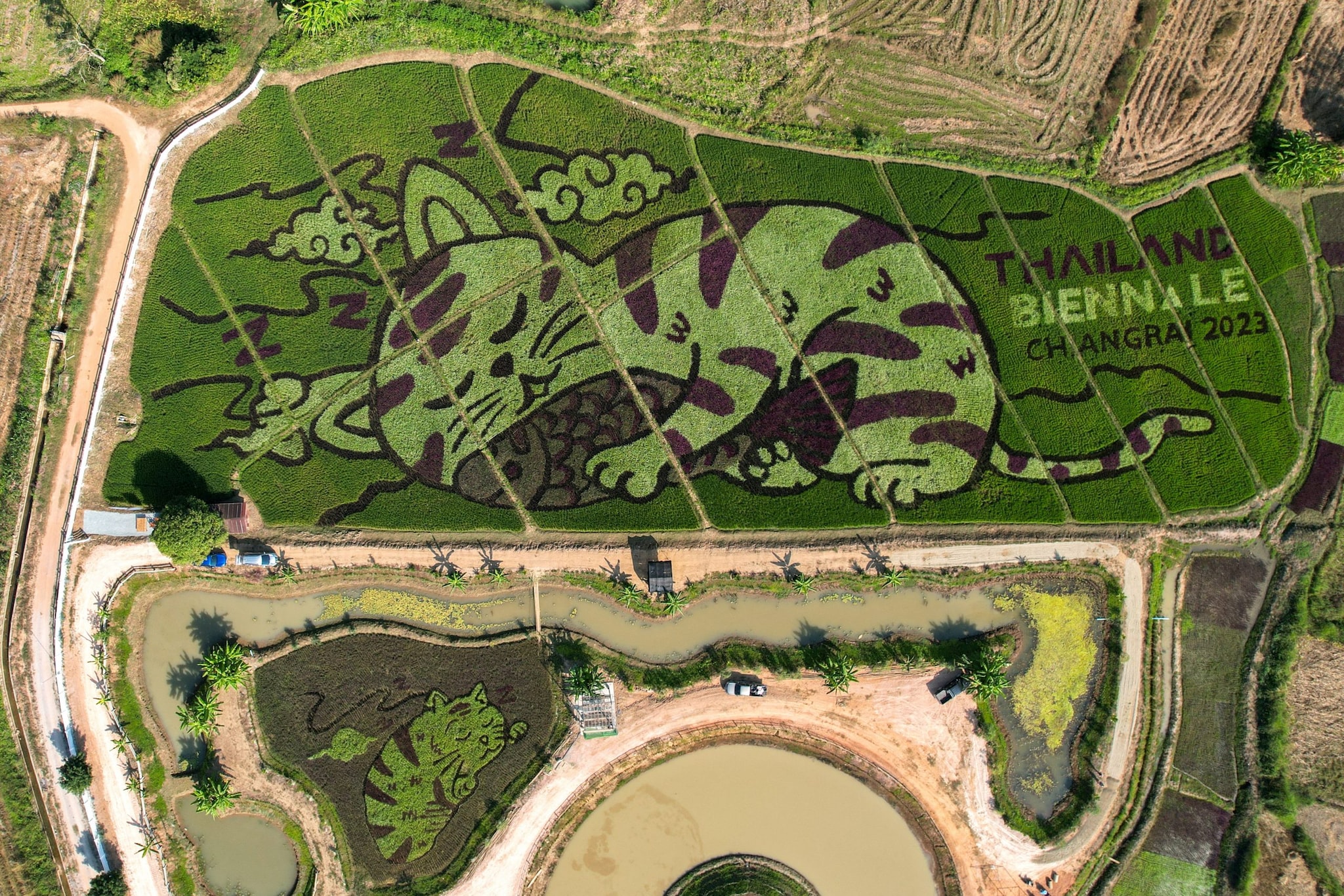 Thai farmer transforms rice paddies into tribute to flood victims with vibrant designs