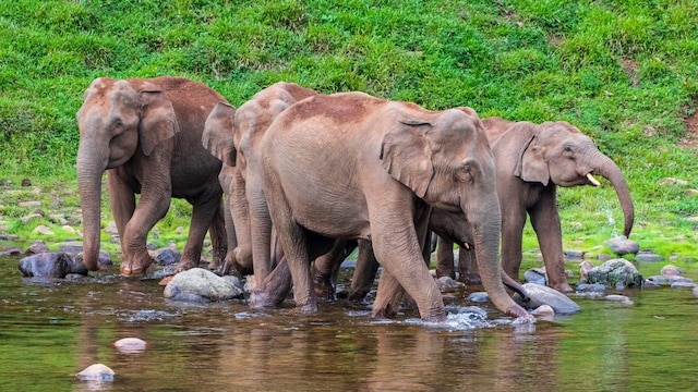 No 7. Aanakkulam: Another destination in the Idukki district, Aanakkulam is a scenic village known for its backwaters and traditional architecture. Aanakkulam translates to Pond of Elephants and is a perfect destination to witness them. Set amid the dense forest, the lake of Aanakkulam lures wild elephants in large numbers. (Image: Shutterstock) No 7. Aanakkulam: Another destination in the Idukki district, Aanakkulam is a scenic village known for its backwaters and traditional architecture. Aanakkulam translates to Pond of Elephants and is a perfect destination to witness them. Set amid the dense forest, the lake of Aanakkulam lures wild elephants in large numbers. (Image: Shutterstock)