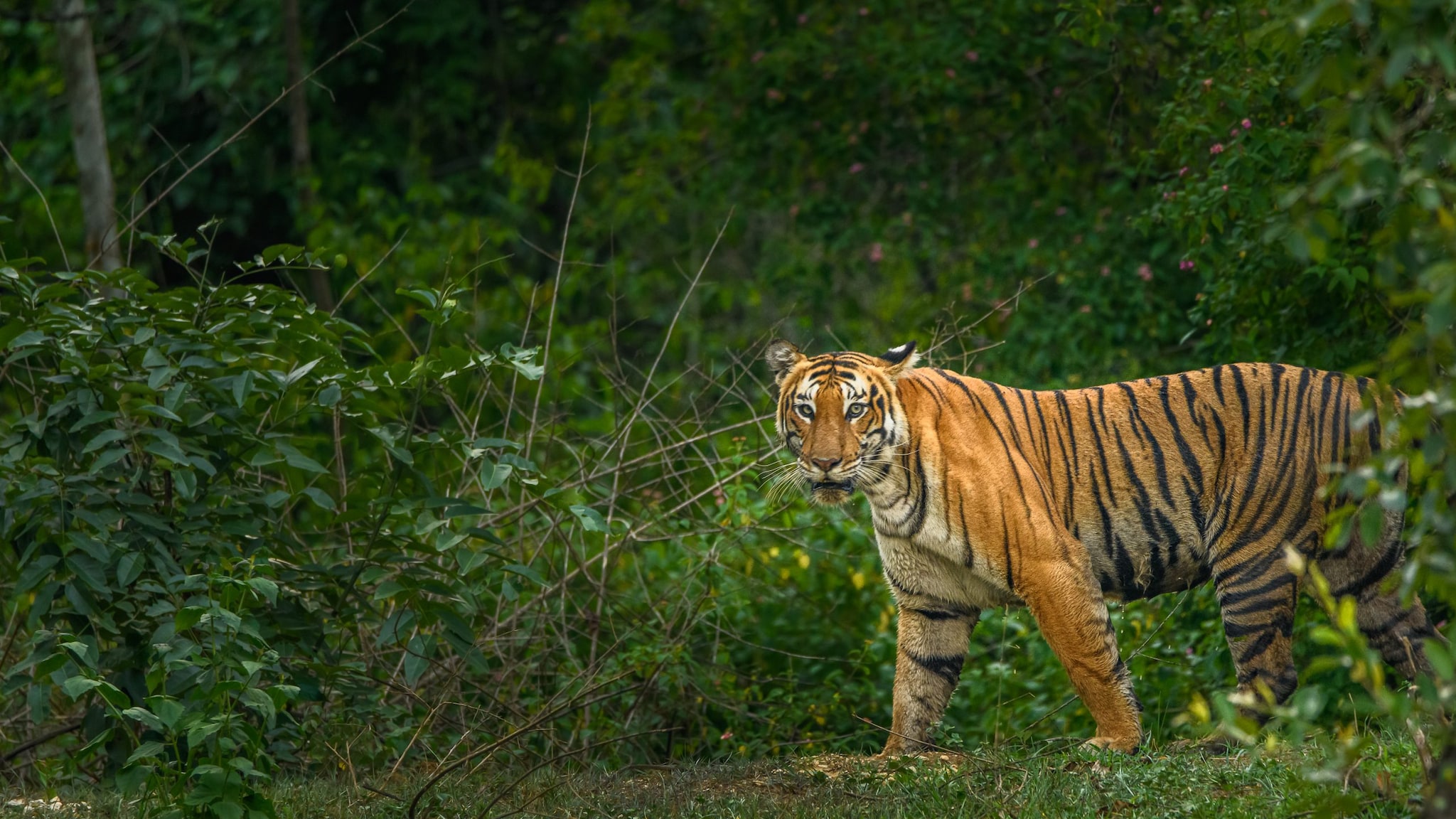 Bandipur national park: Night travel ban sparks controversy between states thumbnail