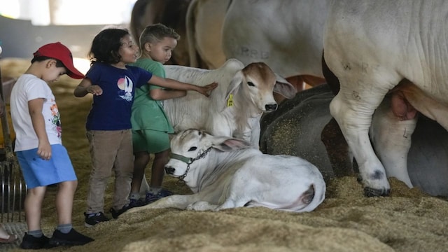 World's Most Expensive Cow: This Indian origin Nelore breed cattle was ...