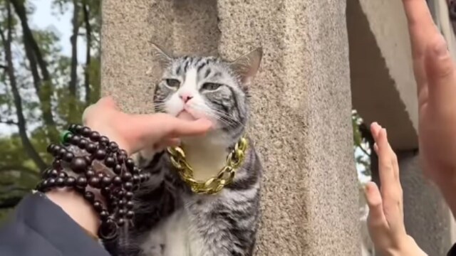 Chinese temple cat 'blesses' visitors with high-fives. Netizens love it ...