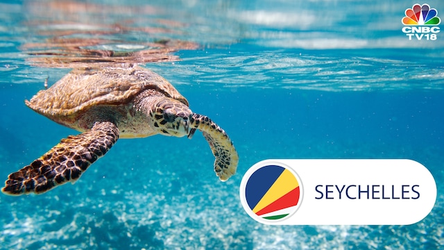 Image: Hawksbill turtle swimming in the Indian Ocean in Seychelles from blueorangestudio via Canva.