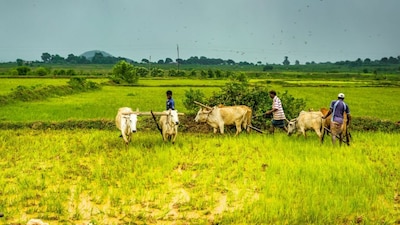 Modi On Farmers’ Interests | “India will not compromise on the interests of farmers, nor accept any detrimental policies,” PM Modi said, in an apparent reference to US tariffs under Donald Trump. “I am standing like a wall to protect the interests of farmers and fishermen from any unfriendly policies.”