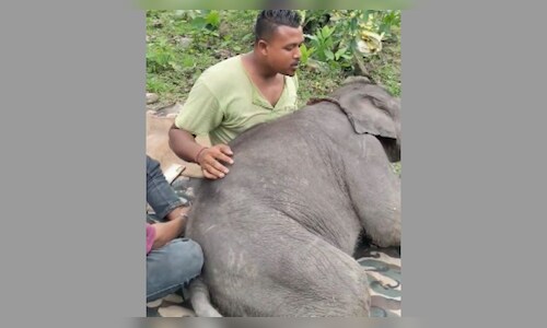 Elephant Calf's Close Bond with Mahout at Kaziranga Park