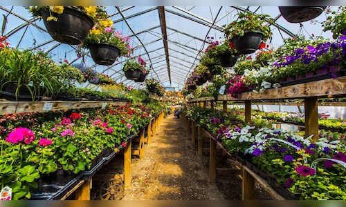 IG International Focuses on Supply Chain to Meet Fruit Demand