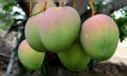 Kohitur Mango: Royal Fruit of Murshidabad Sold at High Price