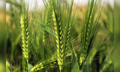 China's Wheat Harvest Faces Threat from Drought, Could Reach 7-Year Low