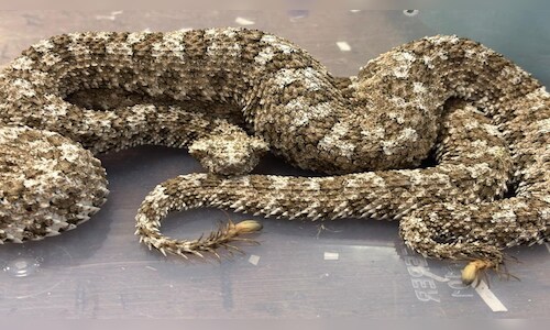Mumbai Customs Intercepts Exotic Reptiles Smuggling Attempt